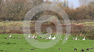 Waddling grayleg and white geese in IJssel floodplains