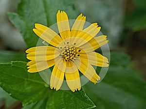 The wadelia flower wild plant has various health benefits