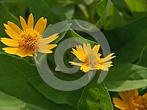 The wadelia flower wild plant has various health benefits. Top focus photo of yellow flowers. Sphagneticola Trilobata L