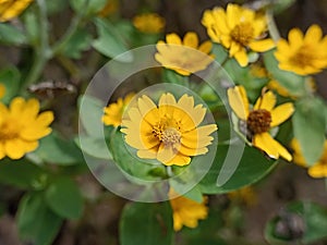 The wadelia flower wild plant has various health benefits. Top focus photo of yellow flowers. Sphagneticola Trilobata L