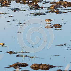 Wader bird looking for feed in natural habitat in a wetland