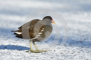 Wader bird during wintertime