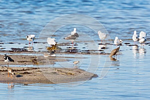 Wader birds on a beach
