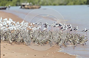 Wader birds on the foreshore on Roebuck Bay .