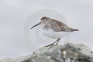 Wader dunlin shorebird