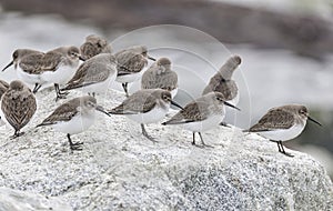 Wader dunlin shorebird