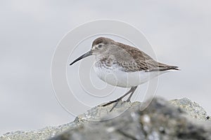 Wader dunlin shorebird photo