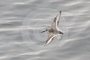 wader dunlin shorebird photo