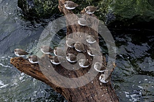 wader dunlin shorebird