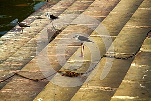 Waders on banks of Ganges river photo