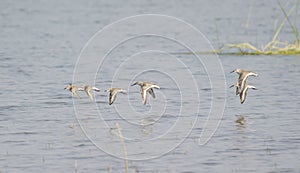 Waders Dunlin and Little Stint Flight