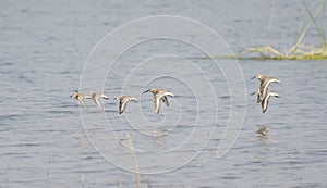 Waders Dunlin and Little Stint Flight photo