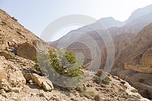 Wadi Arugot River, ein Gedi nature reserve, dead sea, Israel