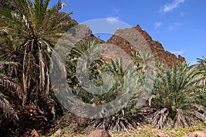 Wadi Dirhur Canyon, Socotra island, Indian ocean, Yemen