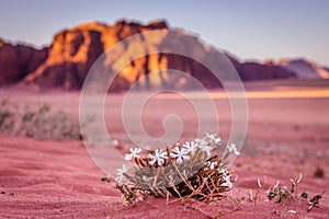 Wadi Rum desert in Jordan.