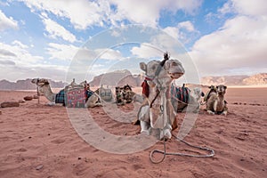 Wadi Rum desert landscape in Jordan with camels chilling in the morning