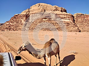 Wadi Rum - Dromedario nel deserto dal suv