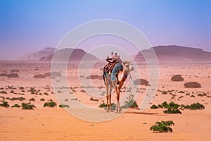 Wadi Rum, Jordan - Camel in Disah Desert