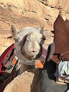 Wadi Rum protected area with camels - ships of the desert