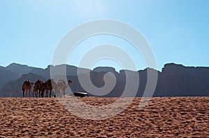 Wadi Rum, camel, camels, dirt road, the Valley of the Moon, Jordan, Middle East, desert, landscape, nature, climate change