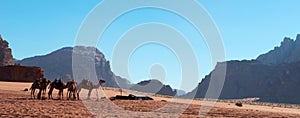 Wadi Rum, camel, camels, dirt road, the Valley of the Moon, Jordan, Middle East, desert, landscape, nature, climate change