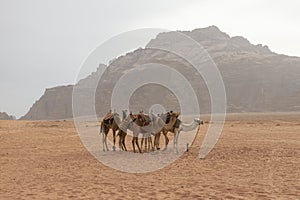 Wadi Run Desert, Jordan Travel, Camels, Nature