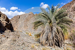 Wadi Shawka dry riverbed with oasis with big date palm trees Phoenix dactylifera, United Arab Emirates