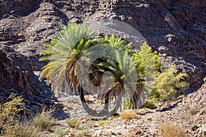Wadi Shawka dry riverbed with oasis with big date palm trees Phoenix dactylifera, United Arab Emirates