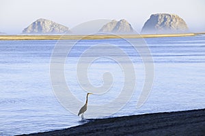 Wading Heron at Three Arch Rocks photo