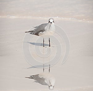 Wading Bird