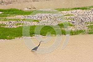 Wading bird on the Colorado River photo