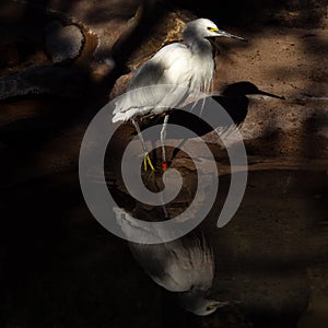 Wading bird in dappled shadow