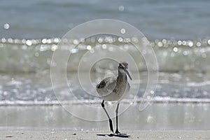 Wading bird, florida