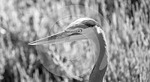 Wading bird - Great Blue Heron in Pismo Beach on the central coast of California United States - black and white