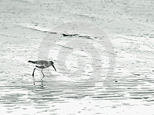 Wading bird at the sea photo