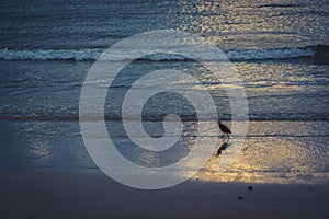 Wading bird on the shoreline at sunset