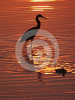 Waten vogel auf der Sonnenuntergang 