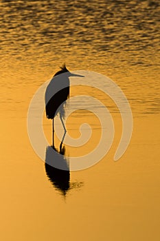 Wading bird at sunset.