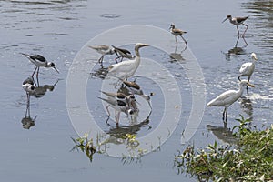 Wading birds