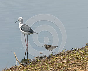 Wading birds