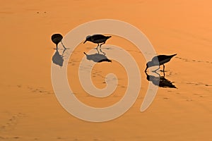 Wading birds on golden sand photo