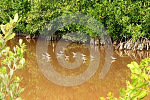 Wading birds in mangrove swamp