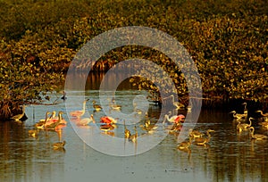 Wading birds at the Merritt Island National Wildlife Refuge