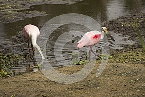 Wading birds, with roseate spoonbills at Orlando Wetlands Park