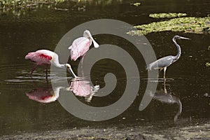 Wading birds, with roseate spoonbills at Orlando Wetlands Park