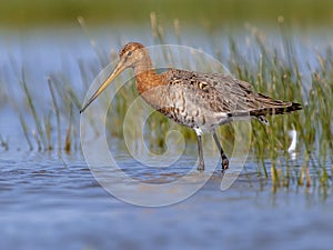 Wading Black tailed Godwit on a sunny afternoon
