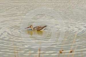 Wading blacktailed godwit in Le Teich Bird Reserve, France