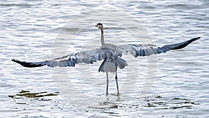 Wading Blue Heron with Wings Spread