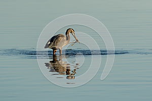 A wading Blue Herron fishing for food