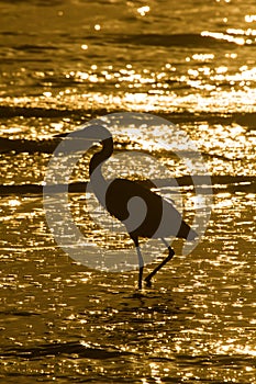 Wading egret silhouette